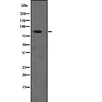 USP1 Antibody in Western Blot (WB)