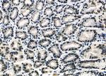 APR3 Antibody in Immunohistochemistry (Paraffin) (IHC (P))