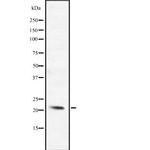BCL2L10 Polyclonal Antibody