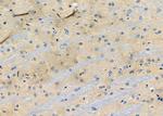 CDH12 Antibody in Immunohistochemistry (Paraffin) (IHC (P))
