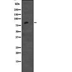 CDH12 Antibody in Western Blot (WB)