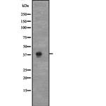Cyclin C Polyclonal Antibody