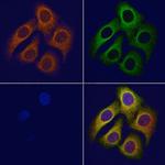 Cyclin G2 Polyclonal Antibody