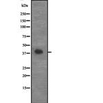 Cyclin G2 Antibody in Western Blot (WB)