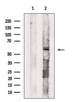 Cyclin L2 Polyclonal Antibody