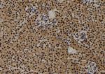 CENPF Polyclonal Antibody