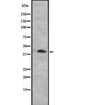 CENPN Antibody in Western Blot (WB)