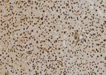 CENPO Polyclonal Antibody