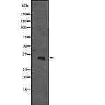 CENPO Antibody in Western Blot (WB)