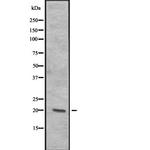 ITGB3BP Antibody in Western Blot (WB)