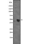 CENPU Polyclonal Antibody