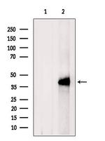 CXCR5 Antibody in Western Blot (WB)