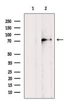 CYLC1 Antibody in Western Blot (WB)