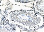 CYLC2 Antibody in Immunohistochemistry (Paraffin) (IHC (P))