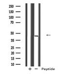 CYLC2 Antibody in Western Blot (WB)