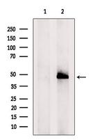 CYLC2 Antibody in Western Blot (WB)