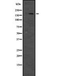 JLP Antibody in Western Blot (WB)