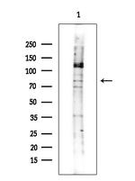 MAP4K5 Polyclonal Antibody