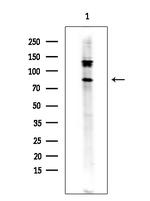 MAP4K5 Antibody in Western Blot (WB)