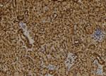 RAD9B Polyclonal Antibody