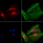 GADD45G Polyclonal Antibody