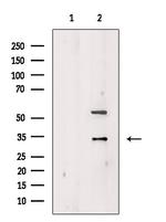 Granzyme K Polyclonal Antibody