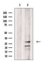 Granzyme M Polyclonal Antibody