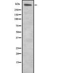 Laminin alpha-5 Polyclonal Antibody