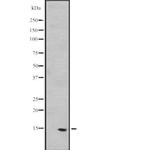 PEA15 Polyclonal Antibody
