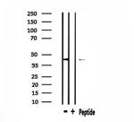 PHLDA1 Antibody in Western Blot (WB)