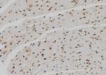 SNAPC4 Antibody in Immunohistochemistry (Paraffin) (IHC (P))