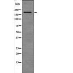 SNAPC4 Antibody in Western Blot (WB)