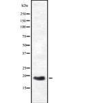 HES3 Polyclonal Antibody