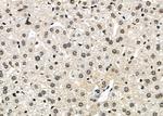 ZNF497 Antibody in Immunohistochemistry (Paraffin) (IHC (P))