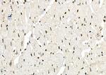 ZNF497 Antibody in Immunohistochemistry (Paraffin) (IHC (P))