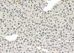 ZNF497 Antibody in Immunohistochemistry (Paraffin) (IHC (P))
