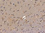 ZSCAN2 Antibody in Immunohistochemistry (Paraffin) (IHC (P))