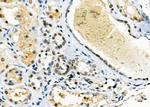 HOMEZ Antibody in Immunohistochemistry (Paraffin) (IHC (P))