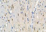 HOMEZ Antibody in Immunohistochemistry (Paraffin) (IHC (P))