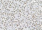 HOMEZ Antibody in Immunohistochemistry (Paraffin) (IHC (P))