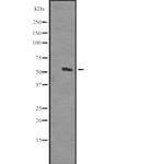 HOMEZ Antibody in Western Blot (WB)