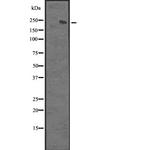 XRN1 Antibody in Western Blot (WB)
