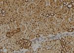 DIRC1 Antibody in Immunohistochemistry (Paraffin) (IHC (P))