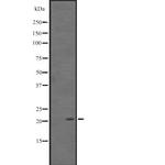 ARL11 Antibody in Western Blot (WB)