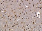 HEXIM2 Antibody in Immunohistochemistry (Paraffin) (IHC (P))