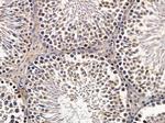 HEXIM2 Antibody in Immunohistochemistry (Paraffin) (IHC (P))