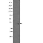 HEXIM2 Antibody in Western Blot (WB)