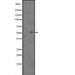 DIRC2 Polyclonal Antibody