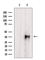 EBNA1BP2 Antibody in Western Blot (WB)