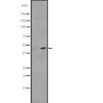 WWTR1 Polyclonal Antibody
